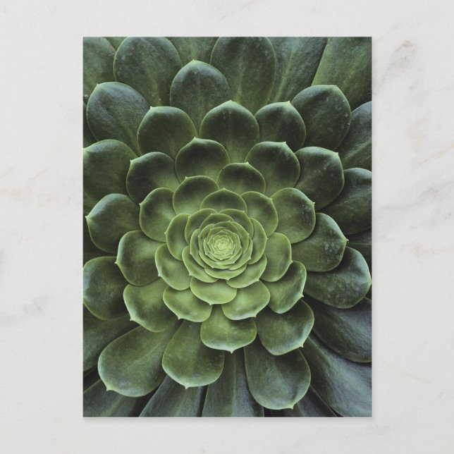 Postal Centro del cactus (Anverso)