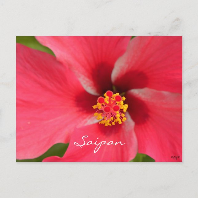 Postal Centro Hibiscus Pink (Anverso)
