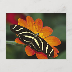 Postal Centroamérica, Costa Rica, Selva Verde