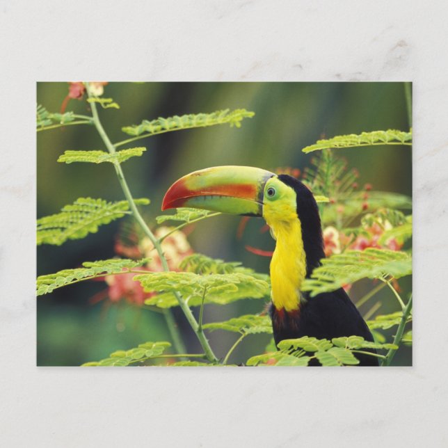 Postal Centroamérica, Honduras. Toucan con la factura de  (Anverso)