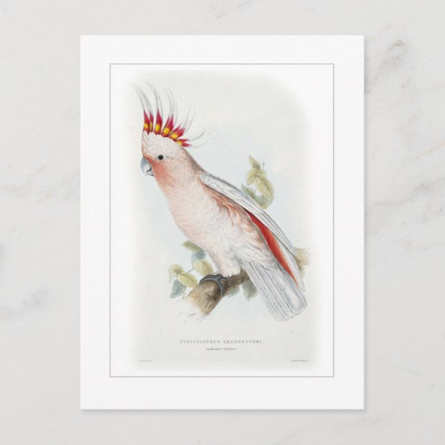 Postal Cepatus leadbeater (Anverso)