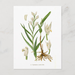Postal Cephalanthera ensifolia