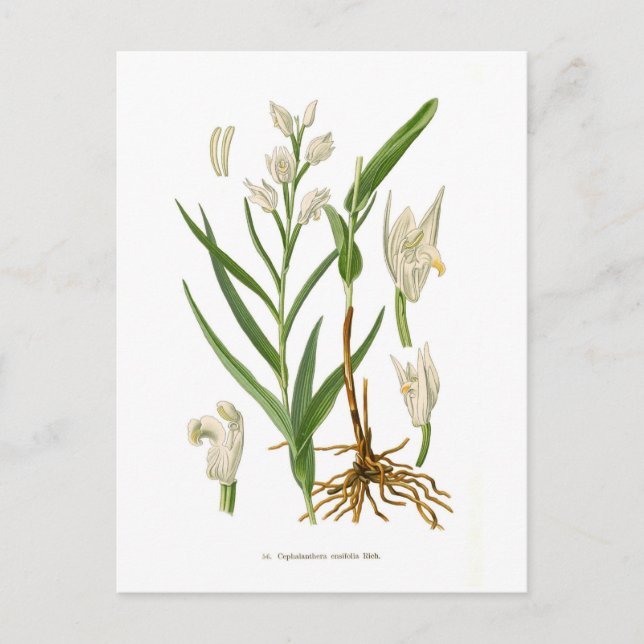 Postal Cephalanthera ensifolia (Anverso)