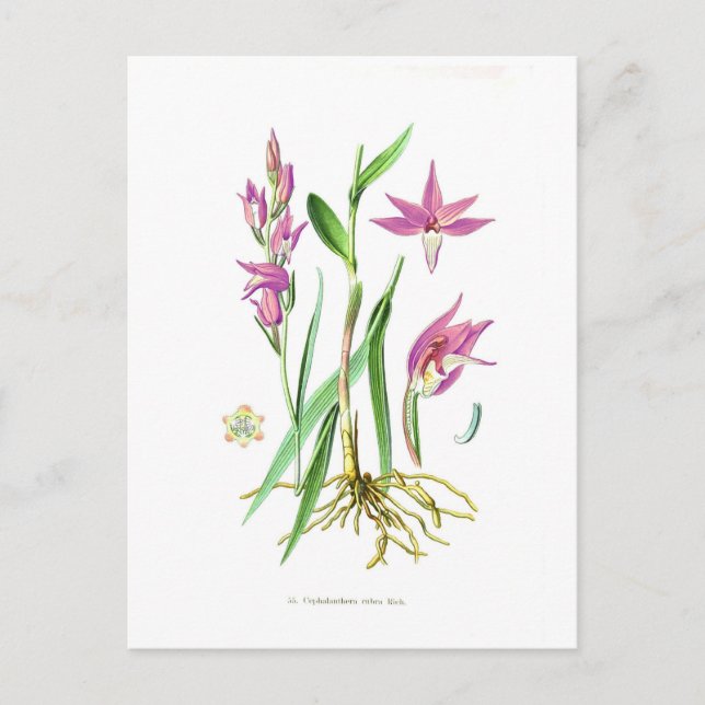 Postal Cephalanthera rubra (Anverso)