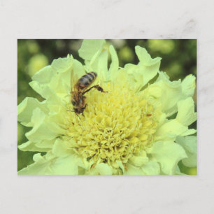 Postal Cephalaria Gigantea con una abeja