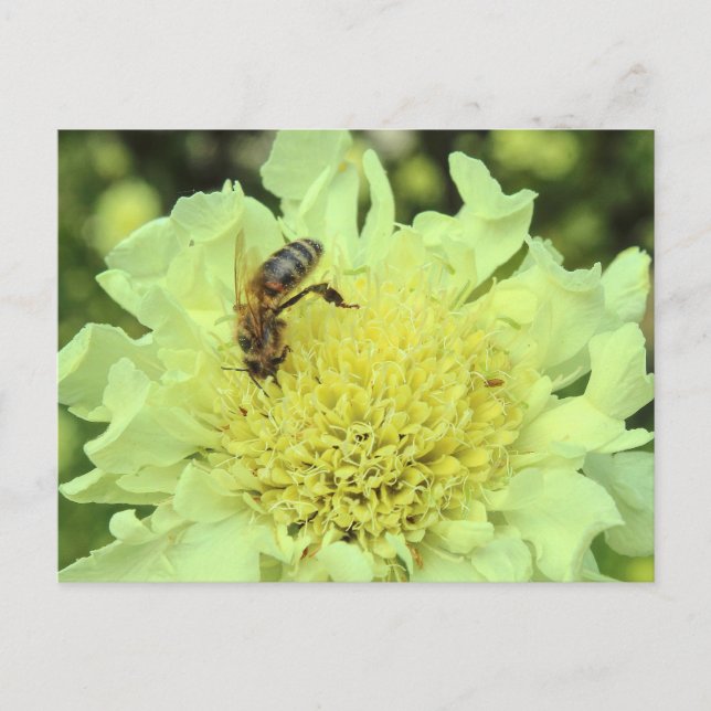 Postal Cephalaria Gigantea con una abeja (Anverso)