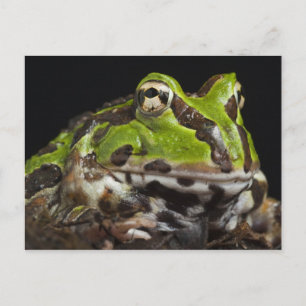 Postal Ceratophrys stolzmanni de rana del Cuerno del Pací