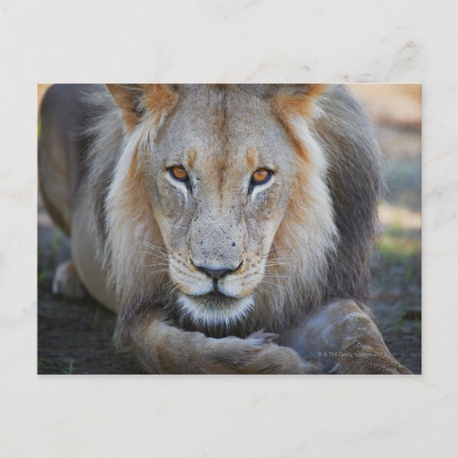 Postal cerca de un león macho, Panthera leo, (Anverso)