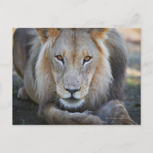 Postal cerca de un león macho, Panthera leo,