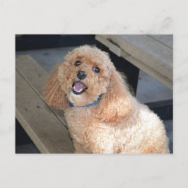 Postal Cerca de un perro de Cockapoo sonriente a cámara