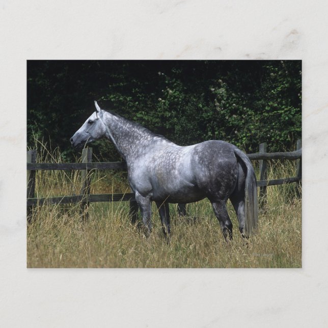 Postal Cerca que hace una pausa del caballo excelente (Anverso)