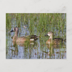 Postal Cerceta Aliazul macho y hembra en humedal