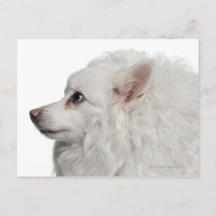 Postal Cerco de Keeshond (10 años)