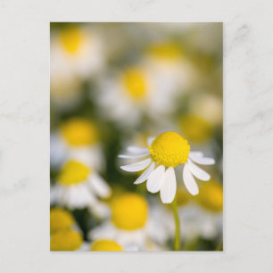Postal Cerco de la flor de Chamomile, Hungría