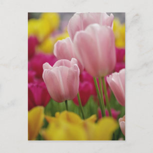 Postal Cerco de la flor de los tulipanes, Kuekenhof Garde
