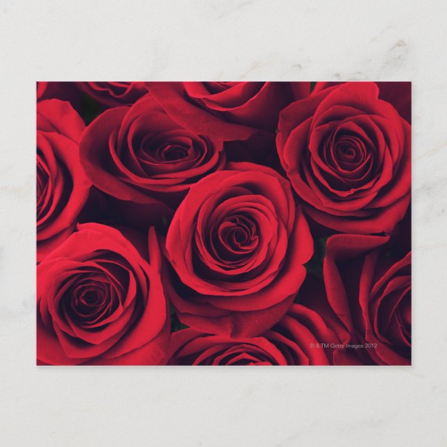 Postal Cerco de las flores rojas rojas. (Anverso)