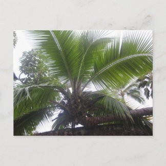 Postal Cerco de palmeras hawaianas