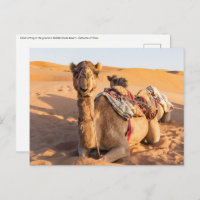 Cerco sobre camello en el desierto de Omán