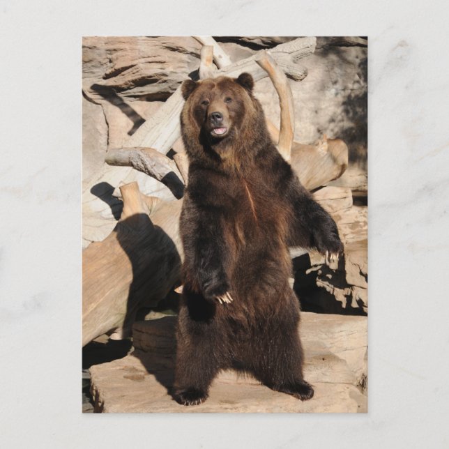 Postal Cerda del oso grizzly (Anverso)
