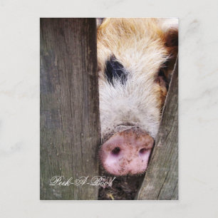 POSTAL CERDITO CUTO