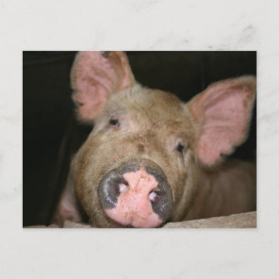 Postal Cerdito Rosa
