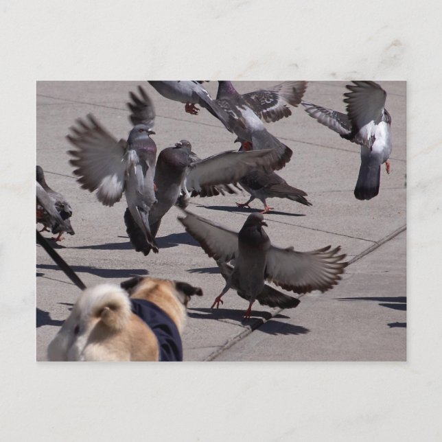 Postal Cerdo (Anverso)