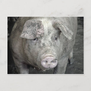 Postal Cerdo