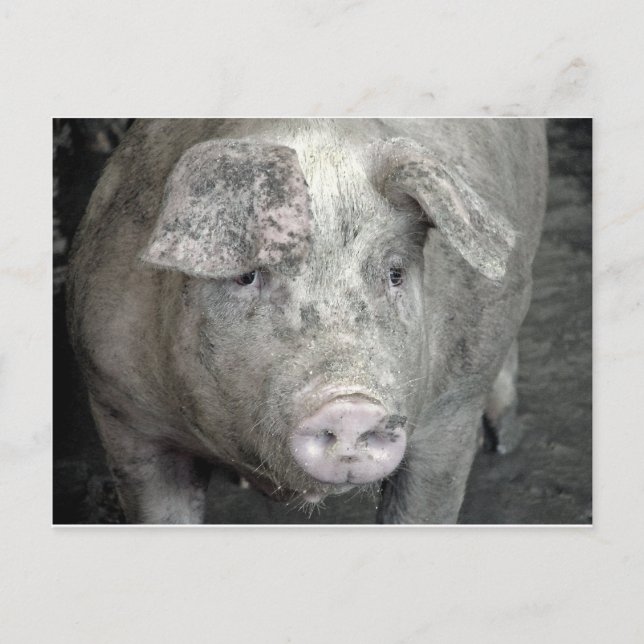 Postal Cerdo (Anverso)
