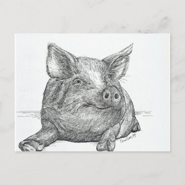 Postal Cerdo (Anverso)