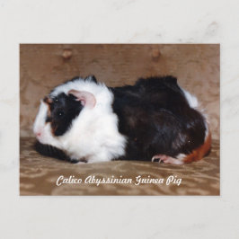Postal Cerdo abysiniano de Calico