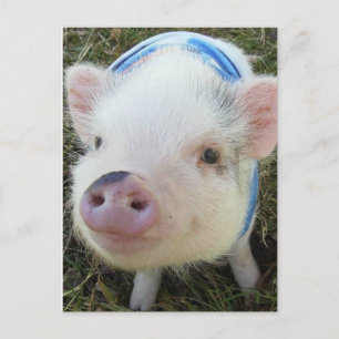 Postal Cerdo Belly Cute Pot