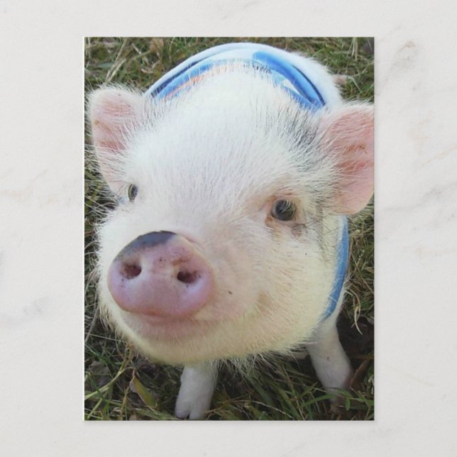 Postal Cerdo Belly Cute Pot (Anverso)