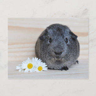 Postal Cerdo cute agouti con maricones