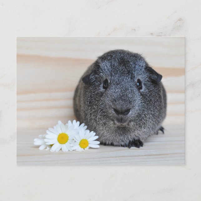 Postal Cerdo cute agouti con maricones (Anverso)