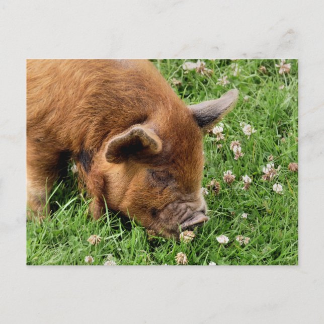 POSTAL CERDO CUTIDO (Anverso)