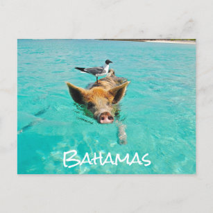 Postal Cerdo de baño con leche exuma Bahamas
