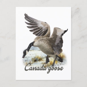 Postal Cerdo de Canadá, arte