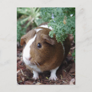 Postal Cerdo de Guinea