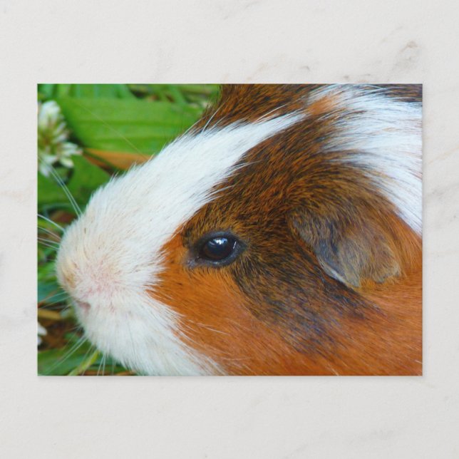 Postal Cerdo de Guinea (Anverso)