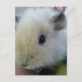Postal Cerdo de Guinea