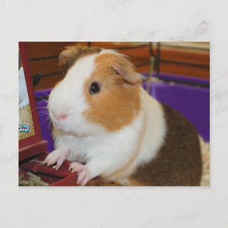 Postal Cerdo de Guinea