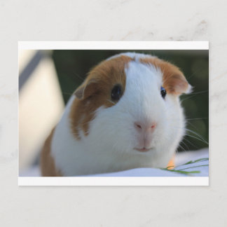 Postal Cerdo de Guinea afuera