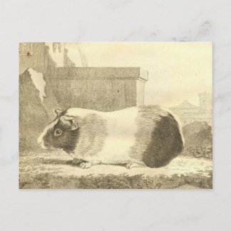 Postal Cerdo de Guinea de época