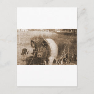 Postal Cerdo de los años 1960