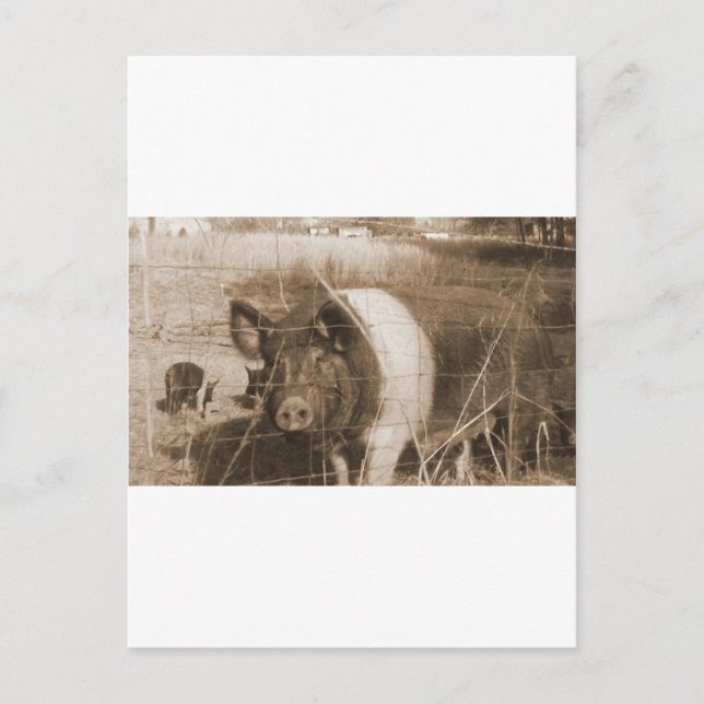 Postal Cerdo de los años 1960 (Anverso)