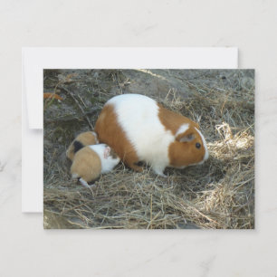 Postal Cerdo de Mummy Guinea