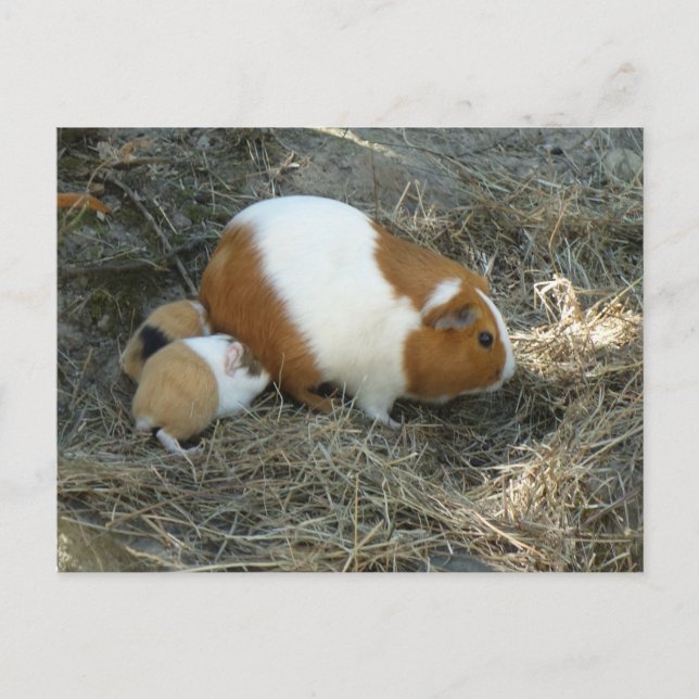 Postal Cerdo de Mummy Guinea (Anverso)