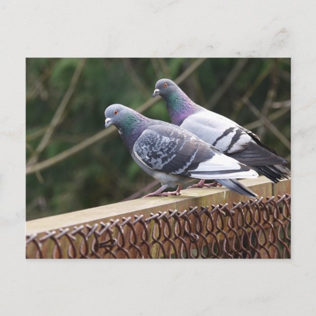 Postal Cerdo de Peering (Anverso)