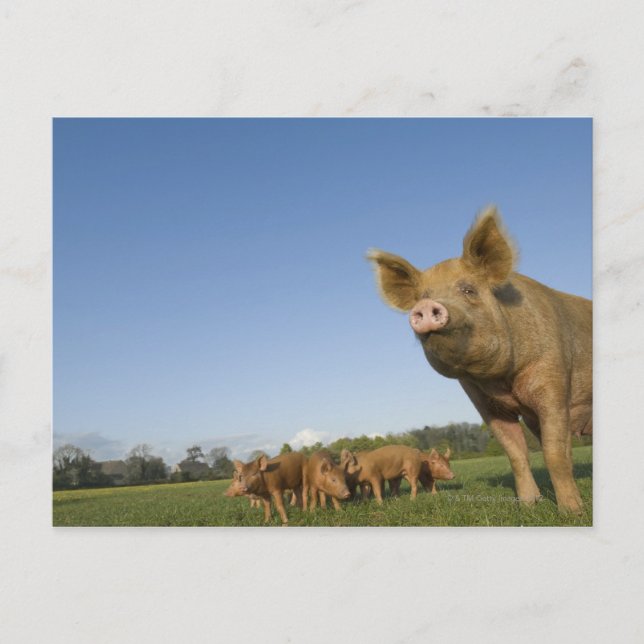 Postal Cerdo en un campo (Anverso)
