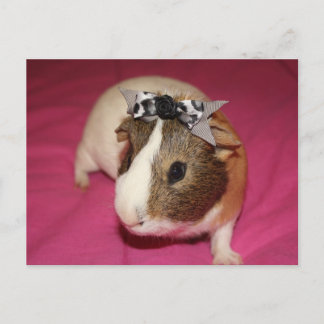 Postal Cerdo guineano con vaca 2